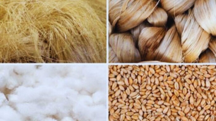 किस फसल को कहते हैं गोल्डन फाइबर