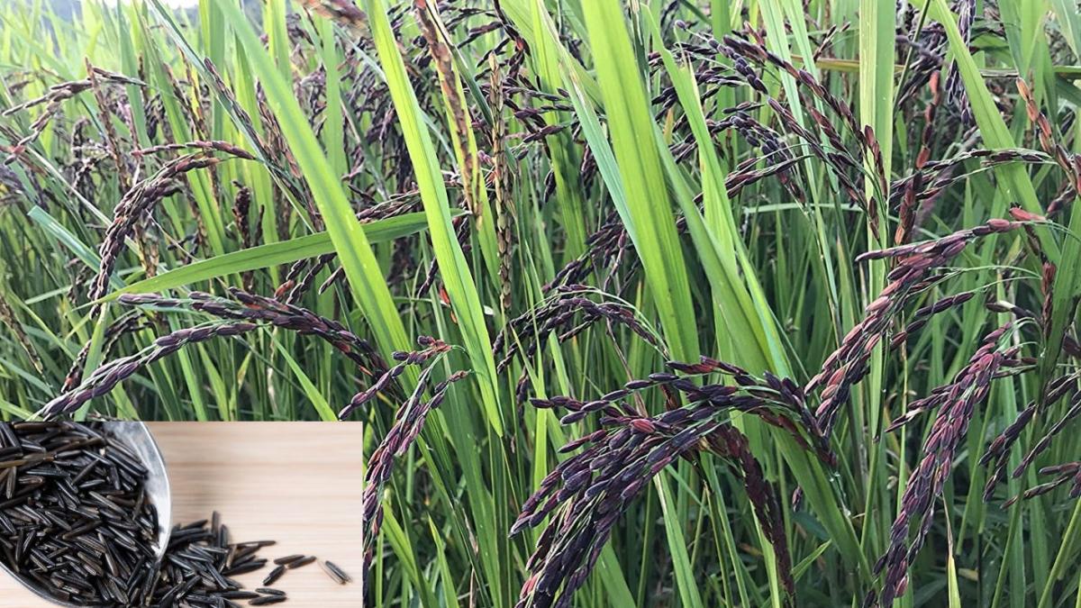 Kala namak Rice : काला नमक चावल में मिलावट के खेल ने किसानों को किया मायूस, खेती छोड़ने को हुए मजबूर