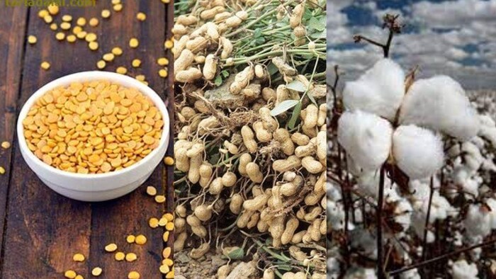 किसानों को MSP से अधिक मिल रही उपज की कीमत