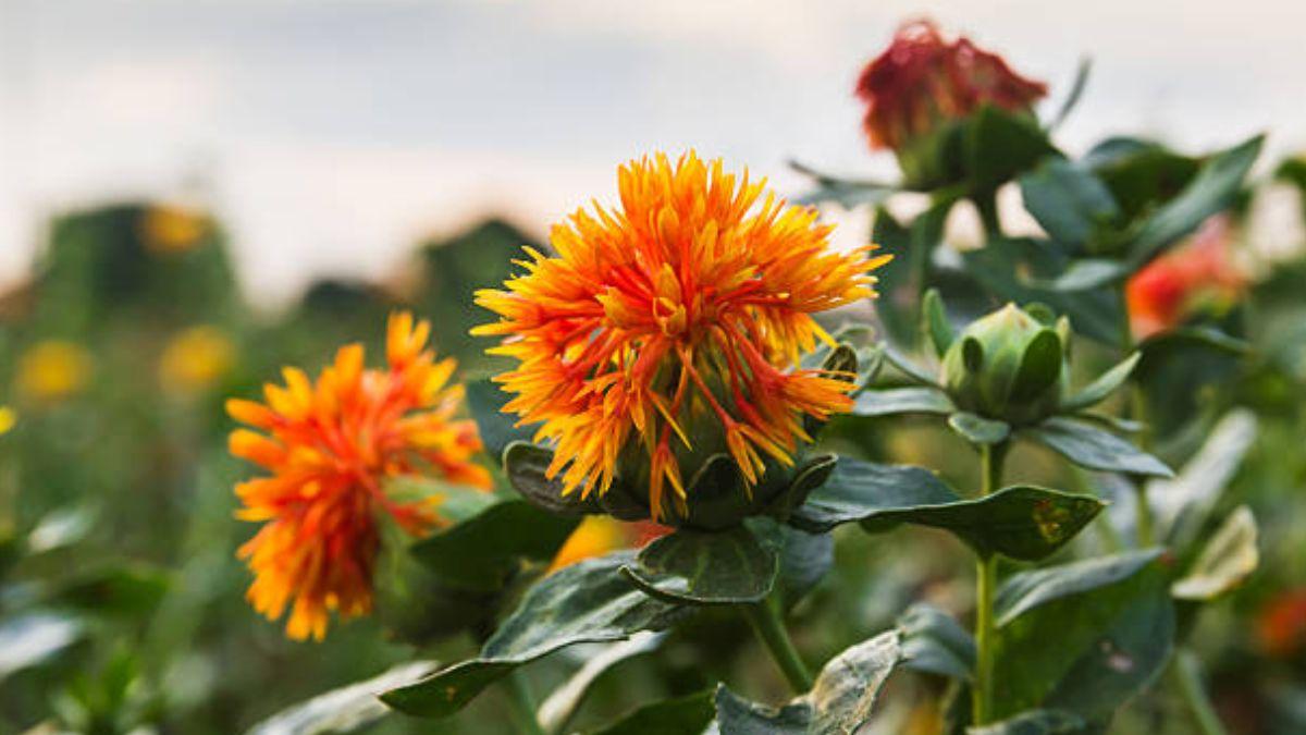 Kusum Flower: कुसुम फूल की खेती कर हो सकते हैं धनवान, इन 4 बीमारियों में पौधों का रखें खास खयाल 