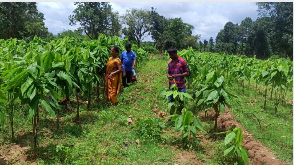 हिमाचल प्रदेश में बंद हुई प्राकृतिक खेती खुशहाल किसान योजना, कृषि मंत्री ने की घोषणा