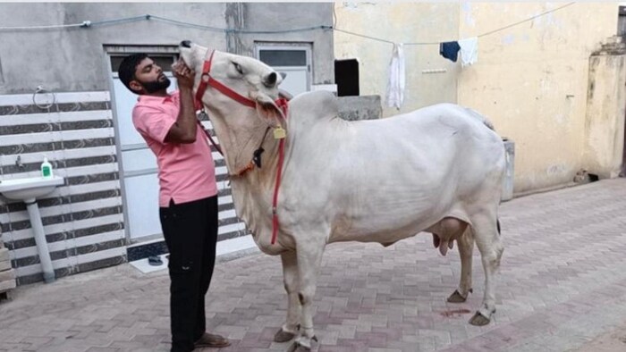 अपने लकी गाय के साथ रितिक फोटोः किसान तक