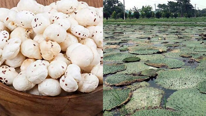 मखाने की खेती पर 25000 रुपये की मिल रही सब्सिडी