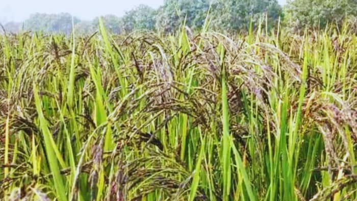 बिहार के मिर्चा धान को मिला GI Tag