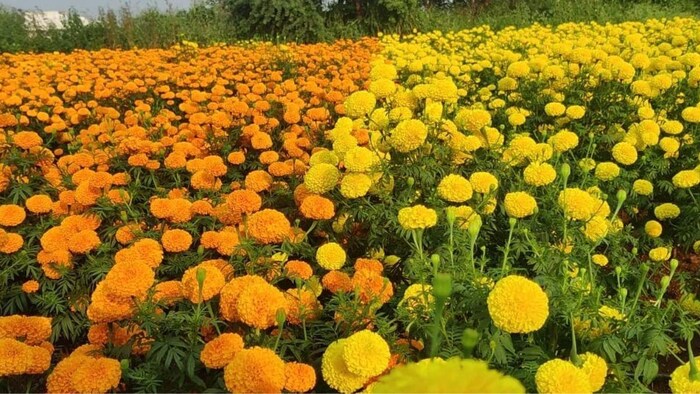 किसानों को गेंदे के फूल का मिल रहा है कम दाम