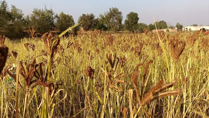 देश में बढ़ा बाजरे का उत्पादन