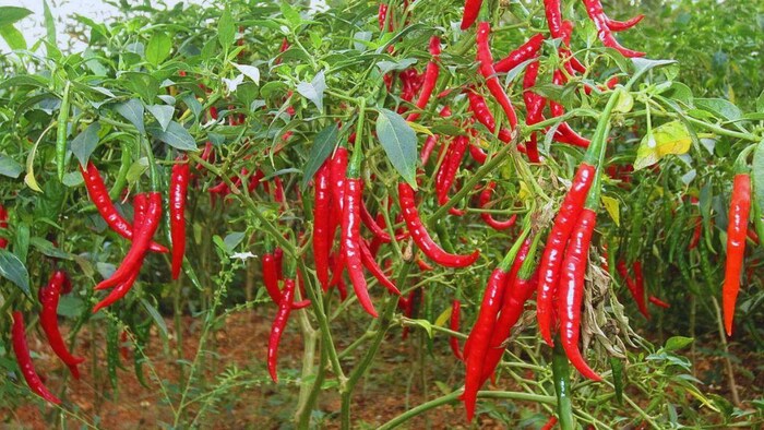 एमएसपी सुनिश्चित करने के लिए ड्राफ्ट बिल तैयार
