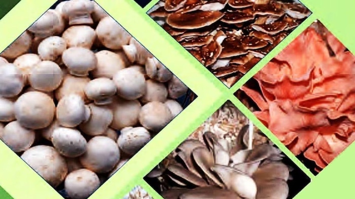 जानिए मशरूम की अच्छी किस्मों के बारे में