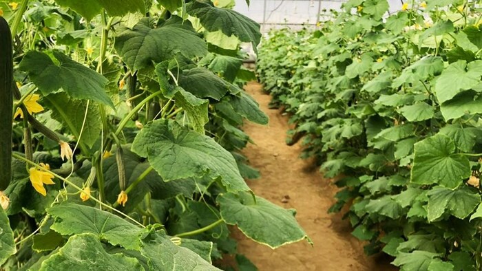 प्राकृतिक खेती को बढ़ाने पर जोर दे रही हरियाणा सरकार (Photo-Kisan Tak).