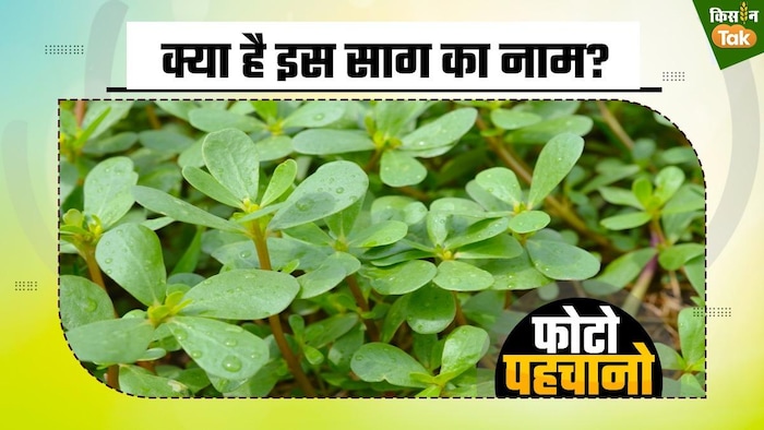 गर्भवती महिलाओं के लिए काफी फायदेमंद है ये साग