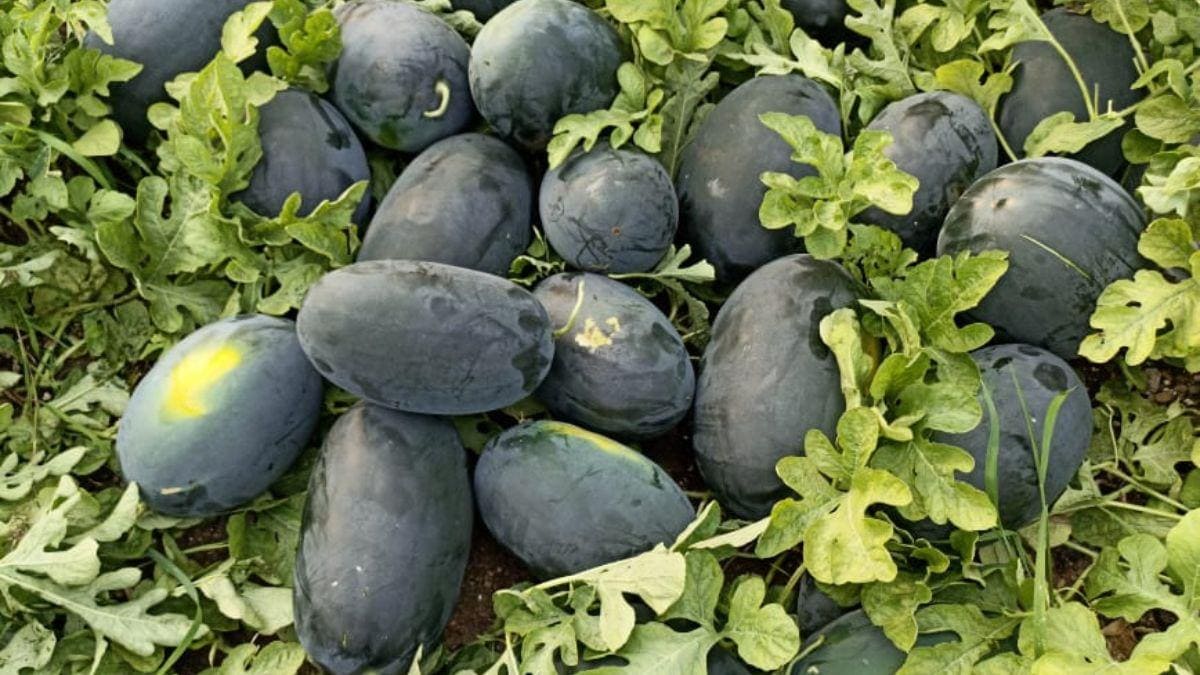 तरबूज की खेती से अच्छा मुनाफा कमा सकते हैं किसान, जानिए इसकी खेती के बारे सबकुछ - Farmers can earn good profits from watermelon cultivation know everything about its cultivation -