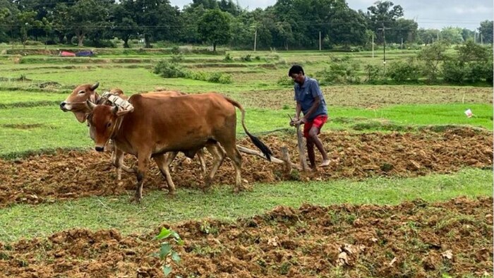 झारखंड के किसानों को मुफ्त में बीज देगी सरकार फाइल फोटो