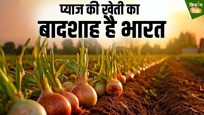 दुनिया का सबसे बड़ा प्याज उत्पादक है भारत (Photo-Kisan Tak).