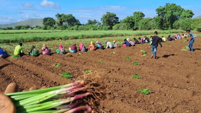 किसान प्याज की खेती पर कम दे रहे हैं ध्यान (photo kisan tak)