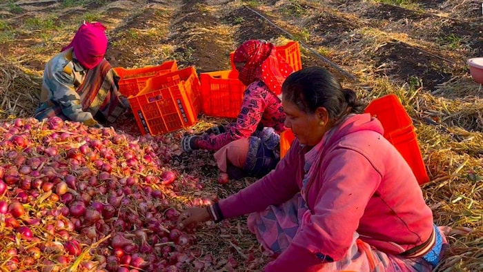 जानिए प्याज की खेती के बारे में
