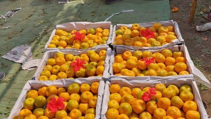 बांग्लादेश ने संतरे पर बढ़ाया आयात शुल्क