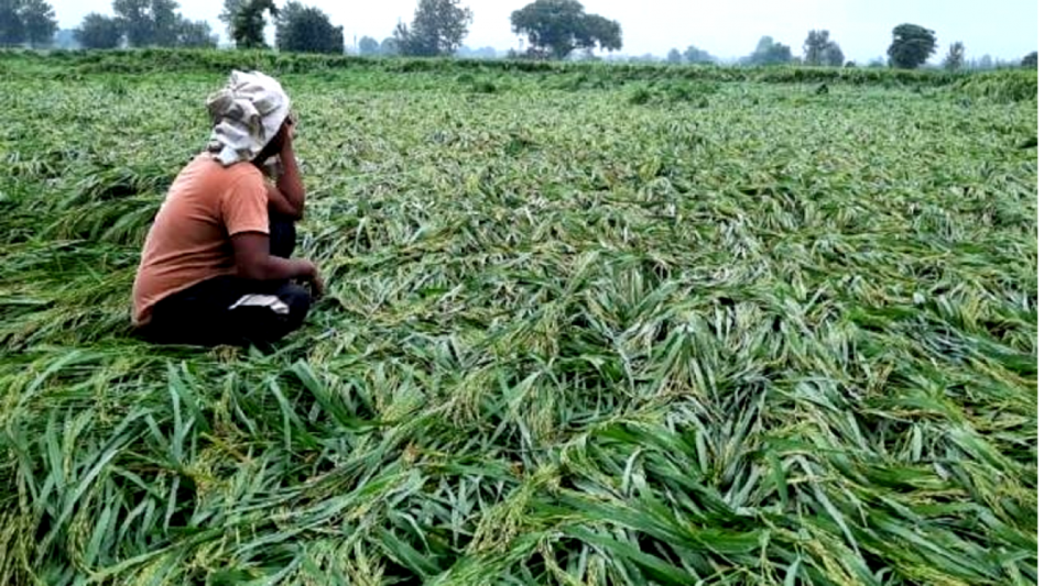 Up weather alert: यूपी के 50 जिलों के लिए जारी हुआ बारिश का अलर्ट, ओलावृष्टि और तेज हवाओं से धान की फसल को हुआ बड़ा नुकसान Up weather alert: यूपी के 50 जिलों के लिए जारी हुआ बारिश का अलर्ट, ओलावृष्टि और तेज हवाओं से धान की फसल को हुआ बड़ा नुकसान