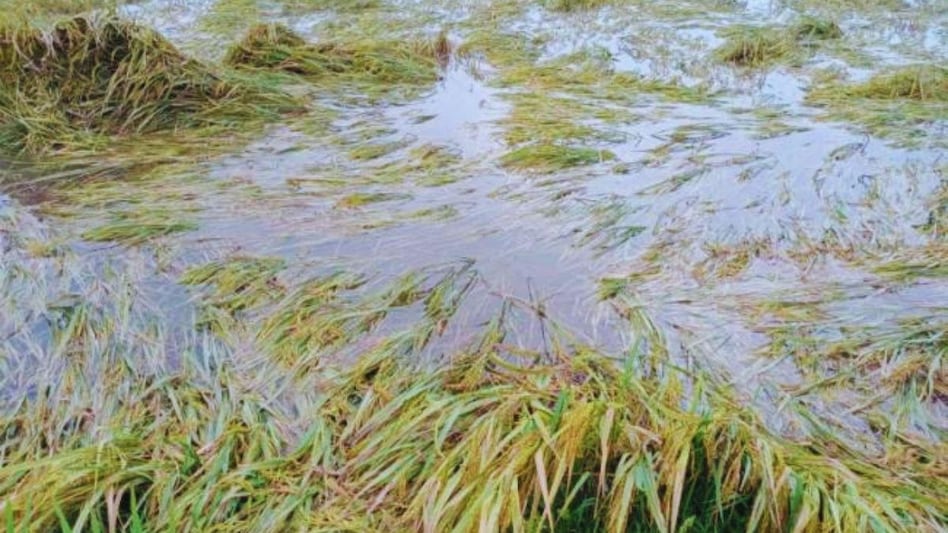 Punjab News: ओले ने चौपट कर दी धान की फसल, किसानों ने मुआवजे के लिए लगाई सरकार से गुहार Punjab News: ओले ने चौपट कर दी धान की फसल, किसानों ने मुआवजे के लिए लगाई सरकार से गुहार