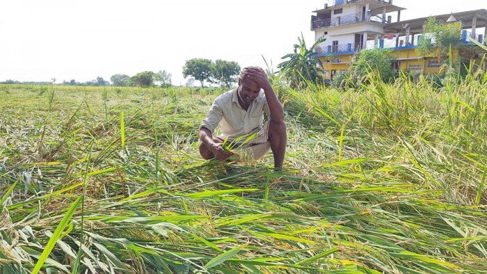धान की फसल को हुआ बड़ा नुकसान