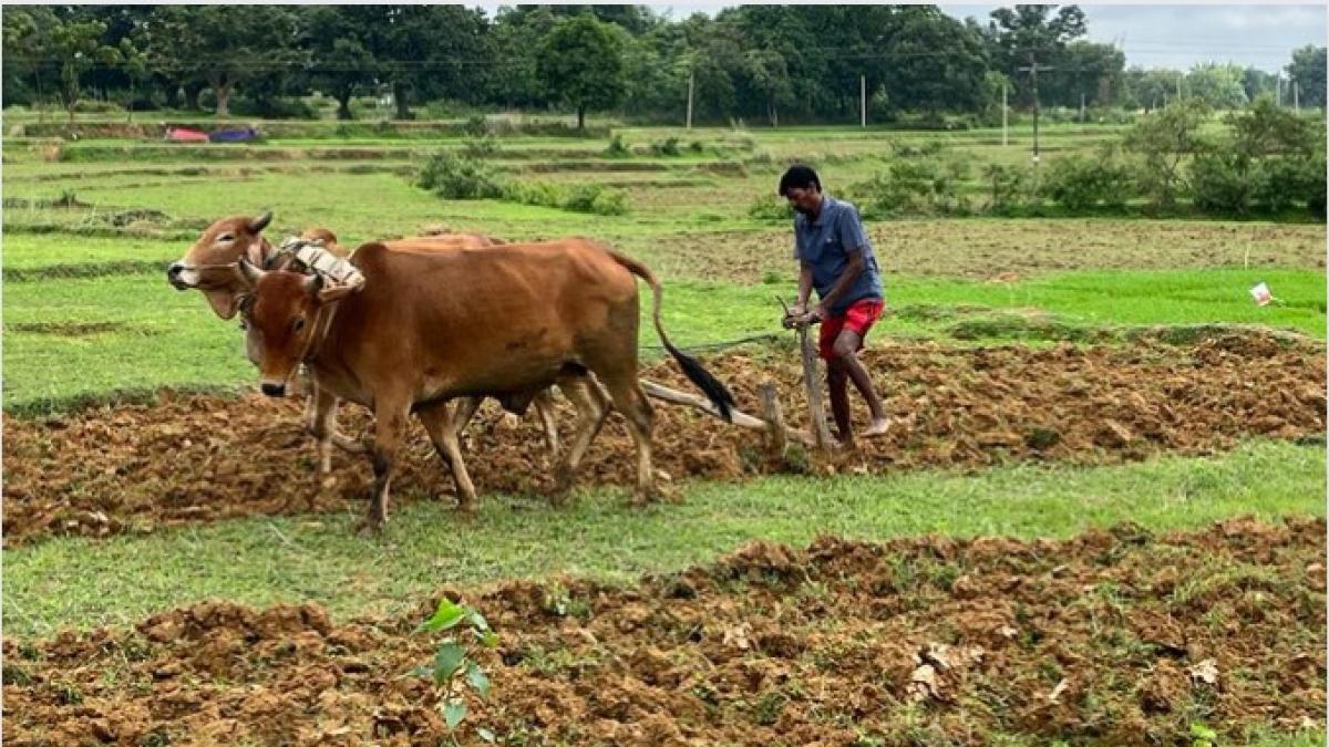 झारखंड में 99 फीसदी सिंगल विंडो सेंटर में नहीं होता है काम, कैसे होगा किसानों का विकास