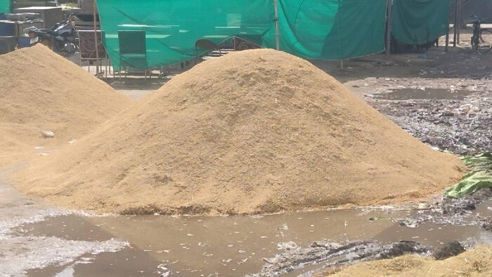 पंजाब की मंडियों में धान को भारी नुकसान