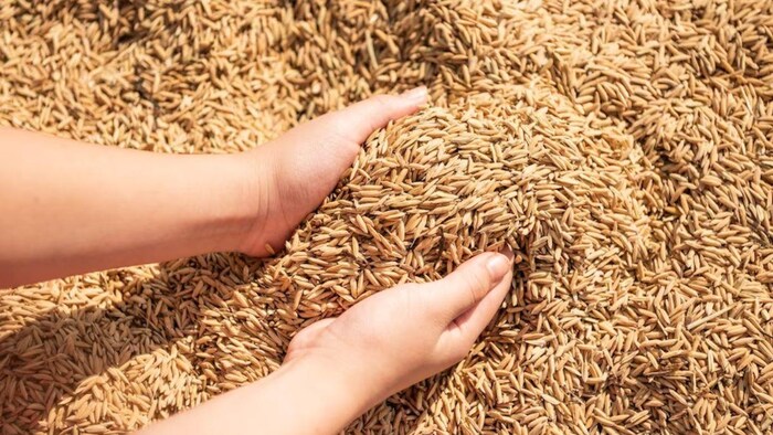 यूपी में योगी सरकार ने आज से शुरू की धान की सरकारी खरीद, फोटो: किसान तक