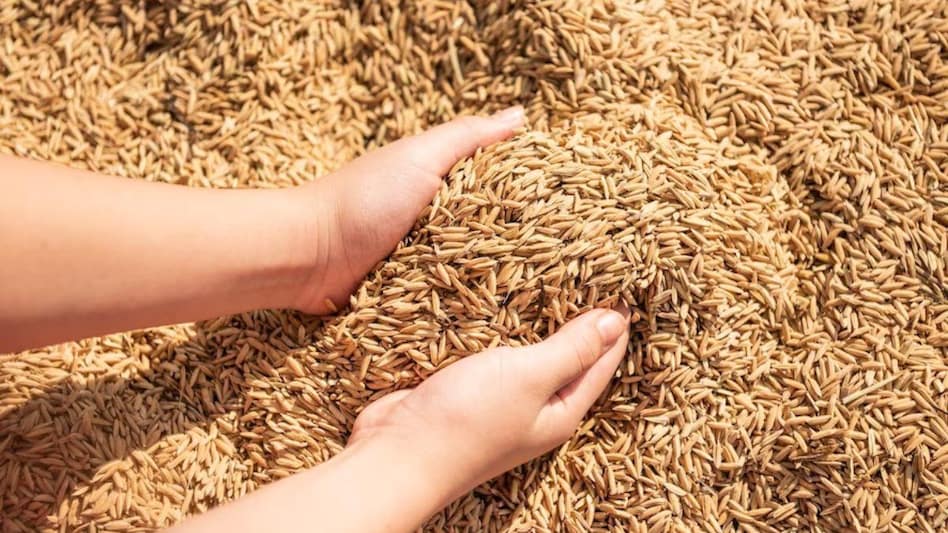 Paddy Procurement: यूपी में आज से शुरू हो गई एमएसपी पर धान की सरकारी खरीद Paddy Procurement: यूपी में आज से शुरू हो गई एमएसपी पर धान की सरकारी खरीद