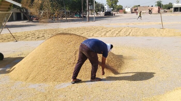 ओडिशा में धान की खरीद                                                            सांकेतिकत तस्वीर