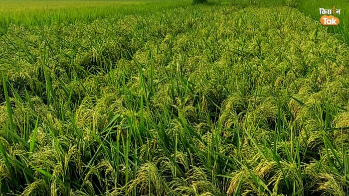 पंजाब में क्यों लोकप्रिय है पूसा-44 धान.