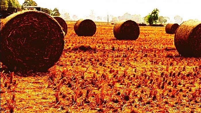 पराली मैनेजमेंट के लिए क्या-क्या कर रही है सरकार (Photo-CAQM).