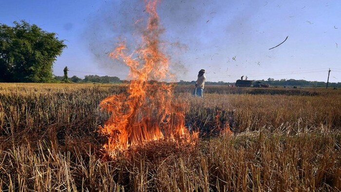 हरियाणा में जारी हैं पराली जलाने की घटनाएं