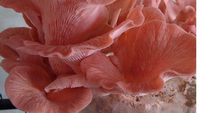 पिंक मशरूम से कम लागत में ज्यादा प्रॉफिट