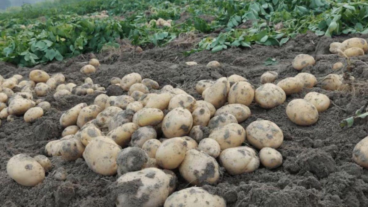 Potato Variety: आलू की दो नई किस्मों को मिली स्वीकृति, जान‍िए इनकी क्या है खास‍ियत
