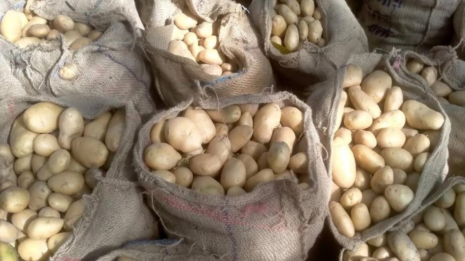 Potato Price: ऐसा क्या हुआ कि यूपी में सिर्फ 2 रुपये किलो रह गया आलू का दाम, जानिए वजह Potato Price: ऐसा क्या हुआ कि यूपी में सिर्फ 2 रुपये किलो रह गया आलू का दाम, जानिए वजह
