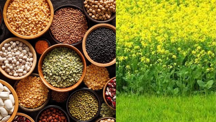 क्या है रबी सीजन और इसमें किन फसलों की होती है बुवाई