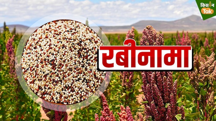 सुपरफूड किनोवा से किसान अच्छी कमाई प्राप्त कर सकते हैं (GFX-संदीप भारद्वाज)