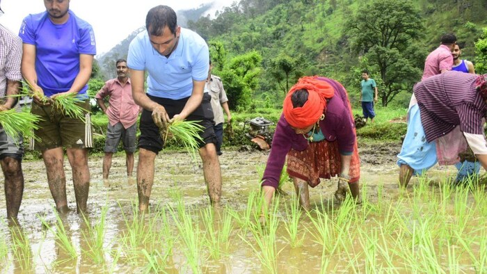उत्तरकाशी में सफल हुई लाल धान की खेती