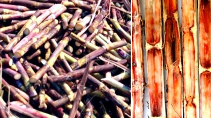 लाल सड़न रोग यानी रेड रोट से प्रभावित फसल