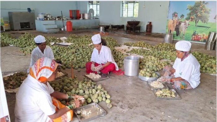 Climate change की वजह से सीताफल पर असर,अच्छी फ्रूटिंग नहीं, इस साल ठेके नहीं हुए. फोटोः नितिन शिंदे