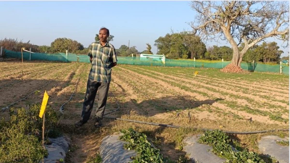 कीट पर नियंत्रण पाने का असरदार जैविक तरीका सोलर लाइट ट्रैप, पढ़ें कैसे करता है काम