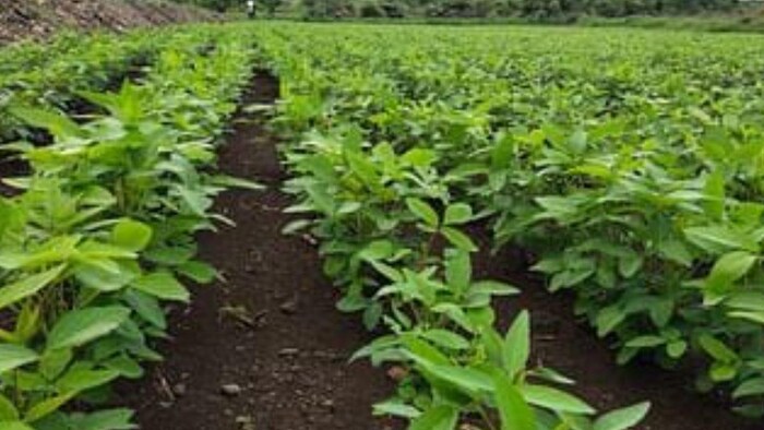 कभी सूखे तो कभी ज्यादा बारिश के चलते अब सोयाबीन के उत्पादन में कमी आने का अनुमान