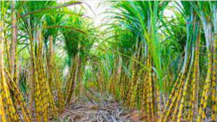 हरियाणा के गन्ना किसानों के लिए खुशखबरी सांकेतिक तस्वीर