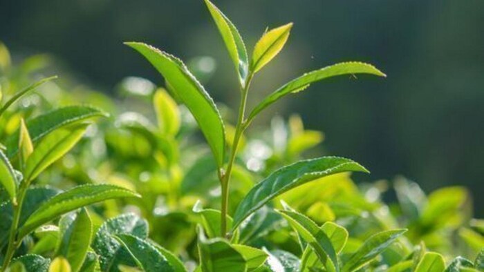 भारत के इस राज्य में होता है सबसे अधिक चाय का पैदावार