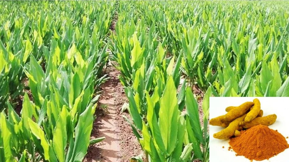 Turmeric variety : हल्दी की इस किस्म की खेती करने वाले किसान हो रहे हैं मालामाल, जानें इसकी खासियत Turmeric variety : हल्दी की इस किस्म की खेती करने वाले किसान हो रहे हैं मालामाल, जानें इसकी खासियत