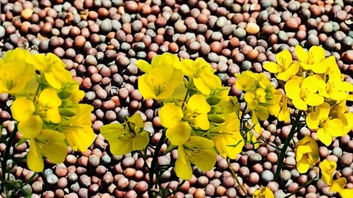 अक्टूबर में लगाएं सरसों की ये 5 उन्नत किस्में