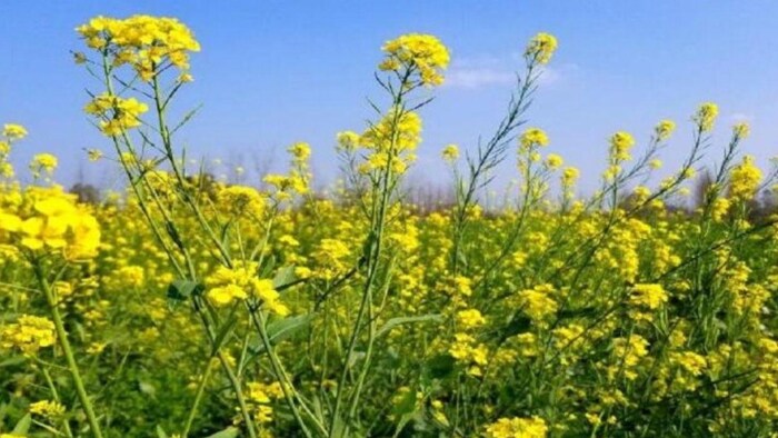 सरसों एवं राई की खेती के लिए सही समय