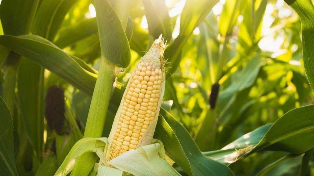 बिहार सरकार रबी सीजन में डेढ़ लाख एकड़ में मक्का की खेती का विस्तार कर रही है. फोटो-किसान तक