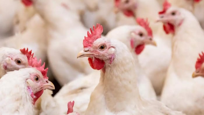 पोल्ट्री उत्पादों की प्रोसेसिंग तकनीक पर विस्तार से प्रशिक्षण दिया जाएगा.