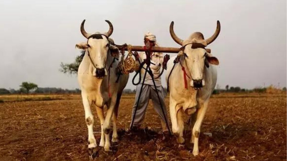 UP: रबी फसलों की अच्छी पैदावार के लिए योगी सरकार की रणनीति तैयार