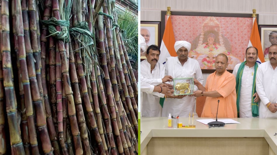 Sugarcane Price: यूपी में पेराई सत्र से पहले बढ़ सकता है गन्ने का दाम, जानिए किसानों को कितना होगा फायदा Sugarcane Price: यूपी में पेराई सत्र से पहले बढ़ सकता है गन्ने का दाम, जानिए किसानों को कितना होगा फायदा
